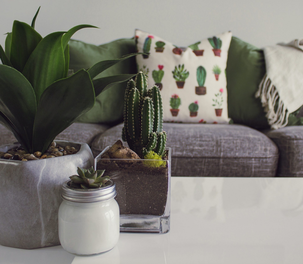 pexels-designecologist-1005058